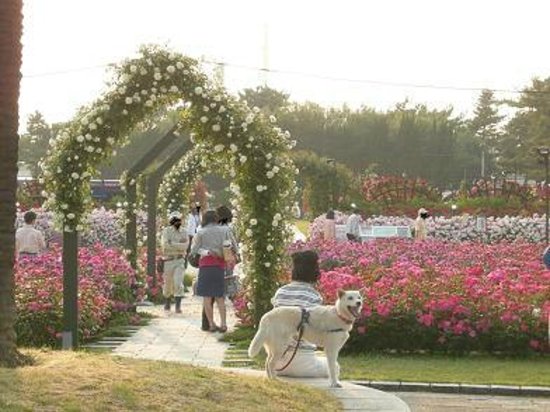 大阪のサプライズプロポーズ 浜寺公園