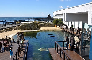 大阪gardenのサプライズプロポーズ 串本海中公園