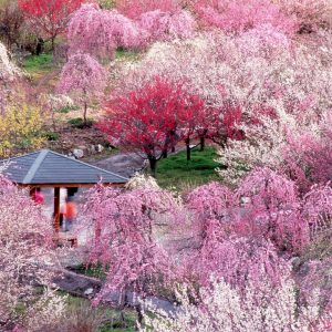 大阪gardenのサプライズプロポーズ いなべ市 農業公園