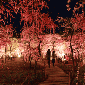大阪gardenのサプライズプロポーズ なばなの里