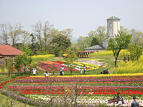 大阪のサプライズプロポーズ 京都府農業公園