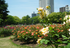 大阪gardenのサプライズプロポーズ 靭公園