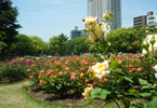 大阪のサプライズプロポーズ 靭公園