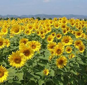 大阪gardenのサプライズプロポーズ ひまわりの丘公園のひまわり畑