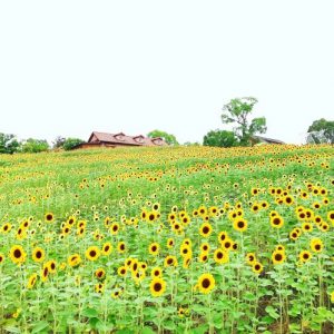 大阪gardenのサプライズプロポーズ ハーベストの丘