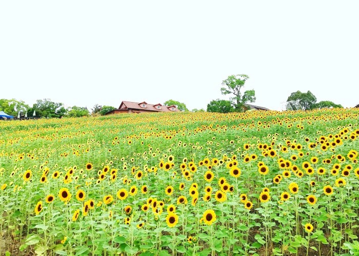 大阪のサプライズプロポーズ ハーベストの丘