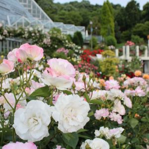 大阪gardenのサプライズプロポーズ 大阪府立花の文化園