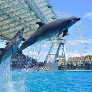 大阪gardenのサプライズプロポーズ 名古屋港水族館