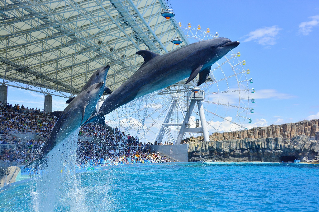 大阪のサプライズプロポーズ 名古屋港水族館