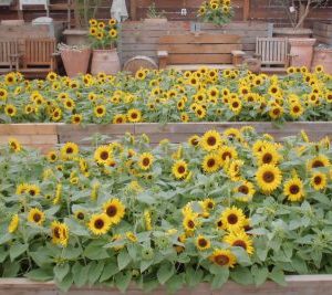 大阪gardenのサプライズプロポーズ 神戸市立フルーツフラワーパーク