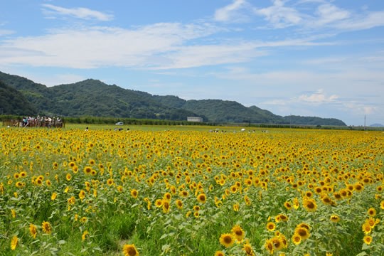 大阪のサプライズプロポーズ 笠岡湾干拓地の花