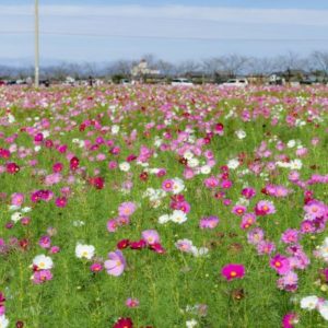 大阪gardenのサプライズプロポーズ 野田町コスモス畑