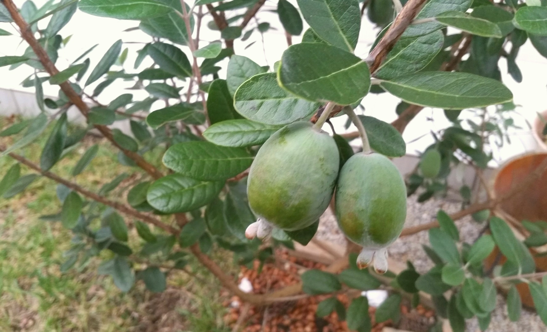 Gadenに植えてある植物