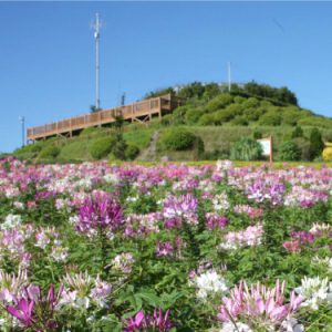 大阪gardenのサプライズプロポーズ あわじ花さじき