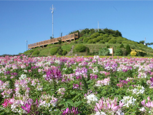 大阪のサプライズプロポーズ あわじ花さじき