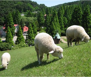 大阪gardenのサプライズプロポーズ 六甲山牧場