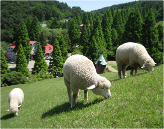 大阪のサプライズプロポーズ 六甲山牧場