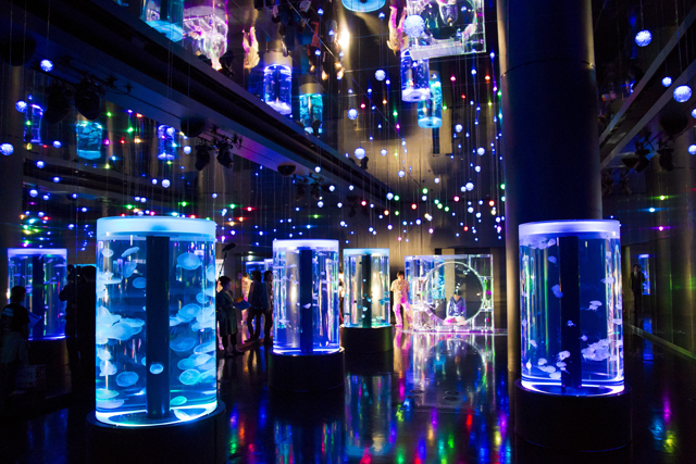 大阪のサプライズプロポーズ アクアパーク品川