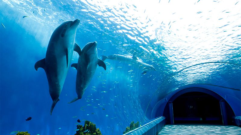 大阪のサプライズプロポーズ 八景島シーパラダイス