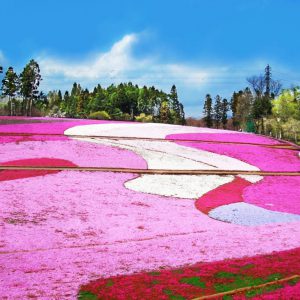 大阪gardenのサプライズプロポーズ 羊山公園