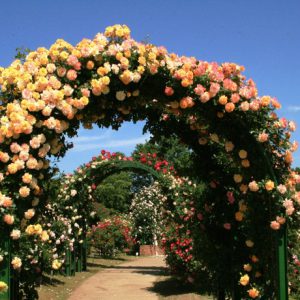 大阪gardenのサプライズプロポーズ 京成バラ園