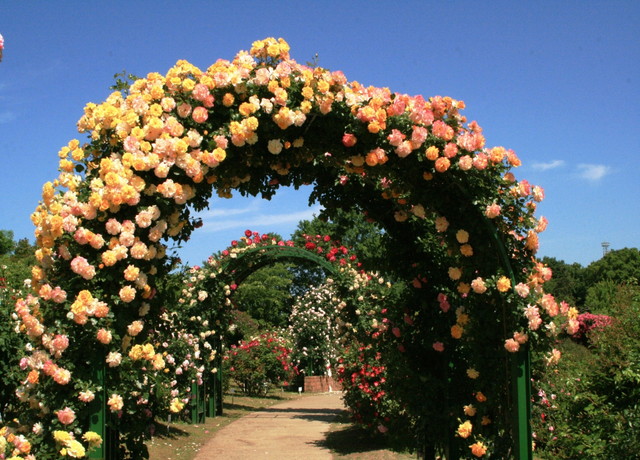 大阪のサプライズプロポーズ 京成バラ園
