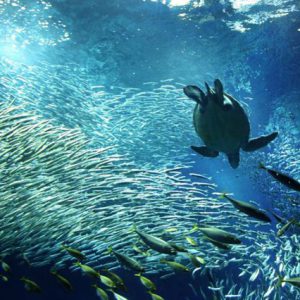 大阪gardenのサプライズプロポーズ アクアワールド茨城県大洗水族館