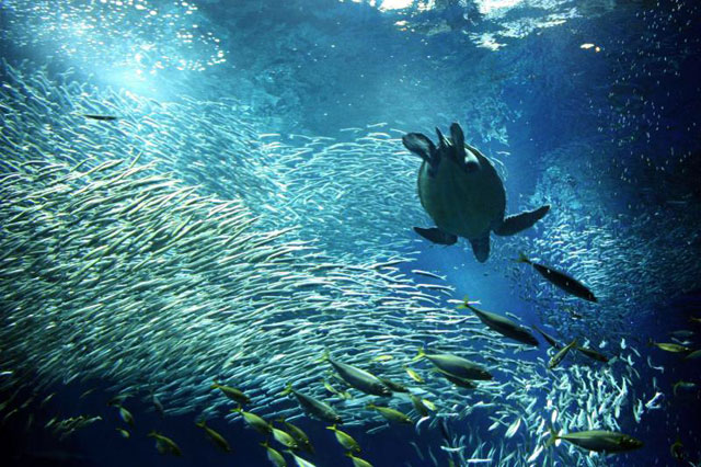 大阪のサプライズプロポーズ アクアワールド茨城県大洗水族館