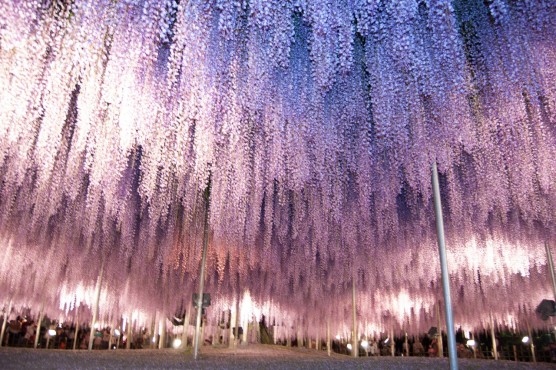 大阪のサプライズプロポーズ あしかがフラワーパーク