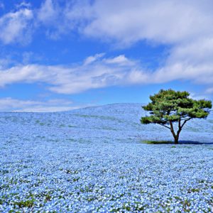 大阪gardenのサプライズプロポーズ 国営ひたち海浜公園