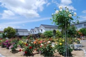 大阪gardenのサプライズプロポーズ 綾部バラ園