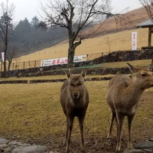 大阪gardenのサプライズプロポーズ 奈良公園