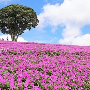 大阪gardenのサプライズプロポーズ マザー牧場