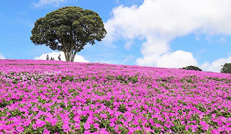 大阪のサプライズプロポーズ マザー牧場