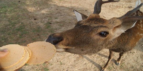 奈良県オススメデートスポット奈良公園