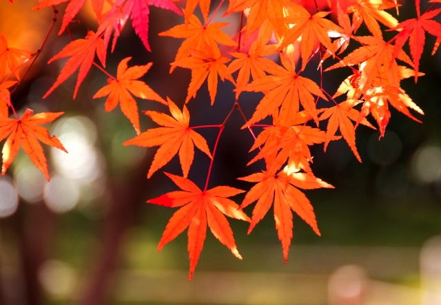 秋の紅葉フォトウェディングフェアのイメージ